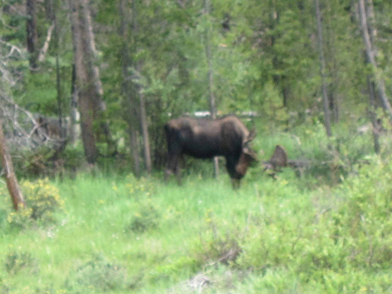 I was way zoomed in, and did not get good pictures, but some idea of his size.  Others may have...